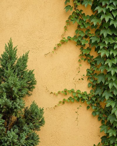 Ivy Wall