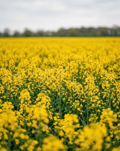 Wildflower Field